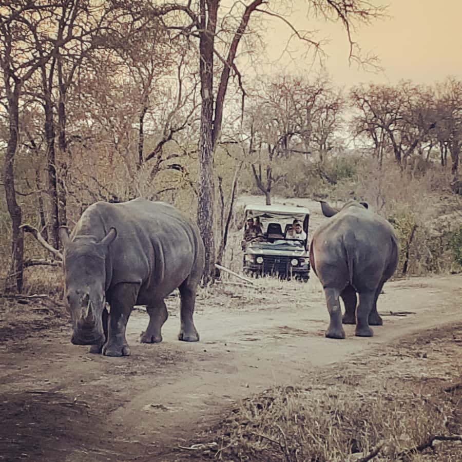 From Malelane: Kruger National Park Afternoon Safari - Riding In The Open-Sided 4x4
