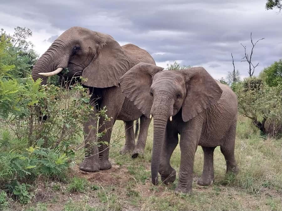 From Malelane: Kruger National Park Afternoon Safari - The Final Hours In Fading Light