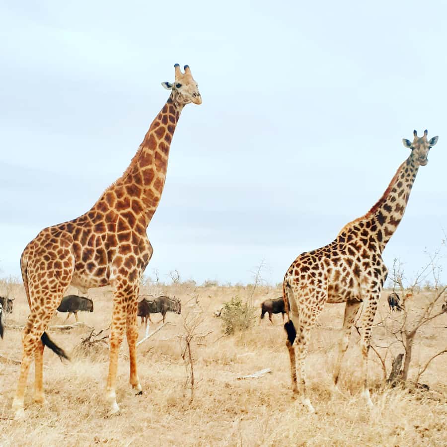 From Malelane: Kruger National Park Afternoon Safari - The Pickup From Malelane