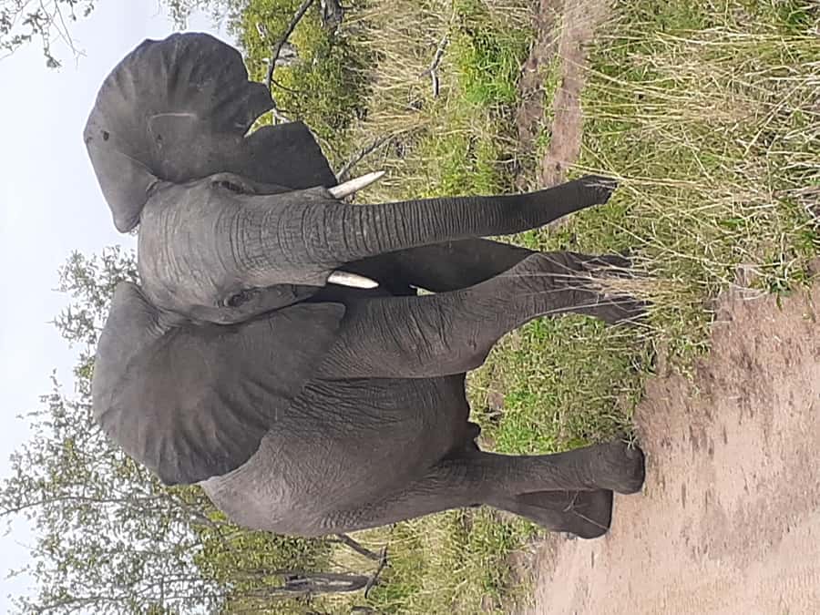 From Malelane: Kruger National Park Full-Day Safari - Key points at a glance