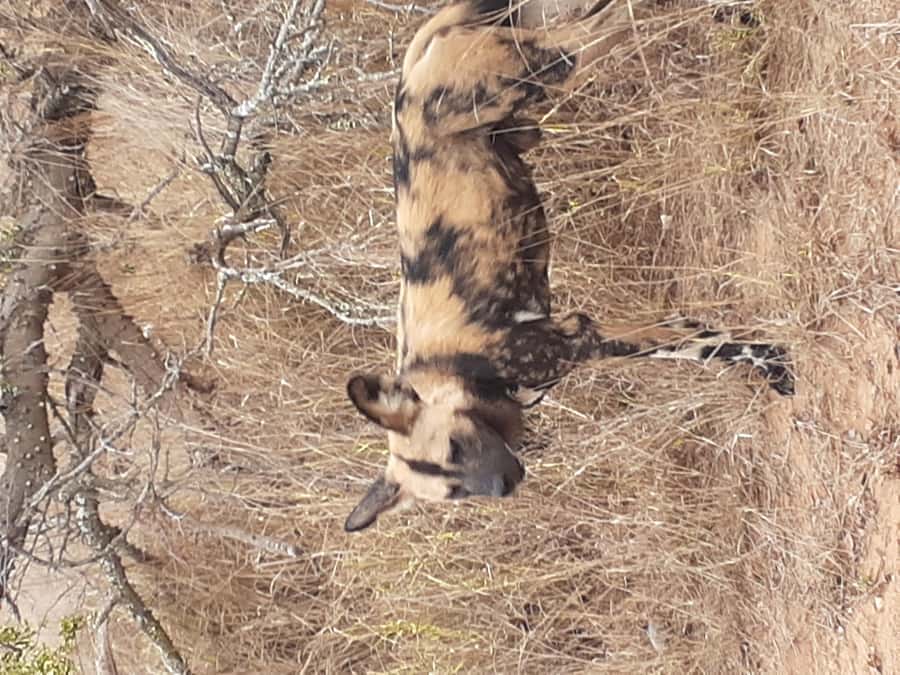 From Malelane: Kruger National Park Full-Day Safari - The first hours inside Kruger