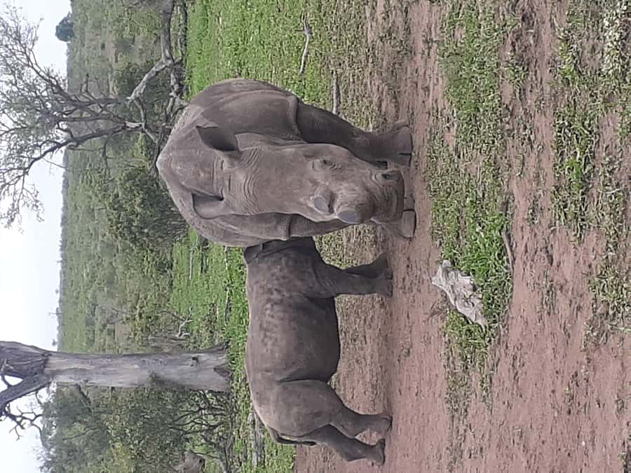 From Malelane: Kruger National Park Full-Day Safari - Seeing Kruger from a raised open-sided 4x4