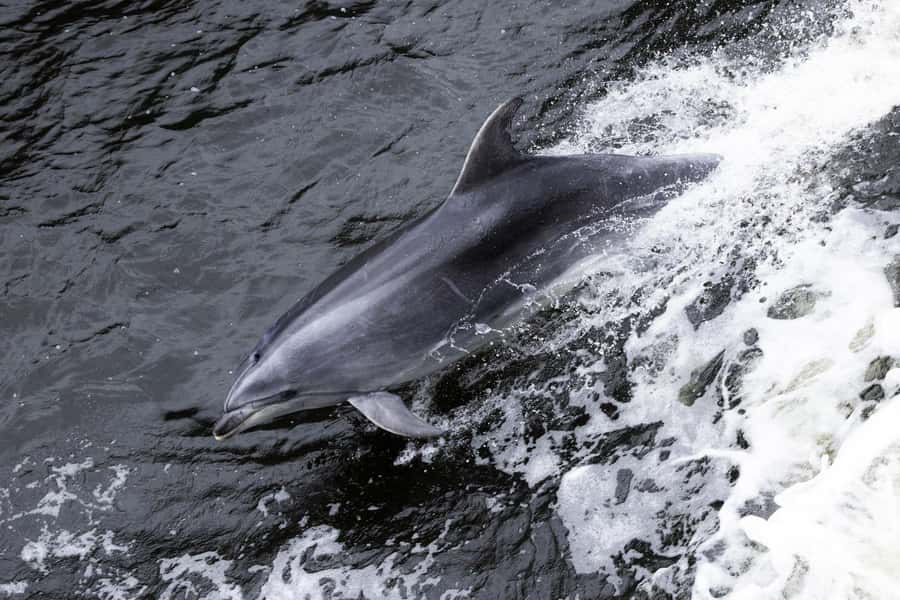 From Manapouri: Doubtful Sound Wilderness Day Trip - Key points to know before you go
