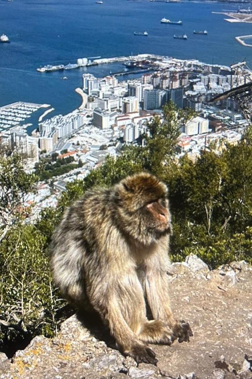 From Marbella/Estepona: VIP Gibraltar Tour Monkeys + Nature Reserve + Shopping - A private start along the Costa del Sol