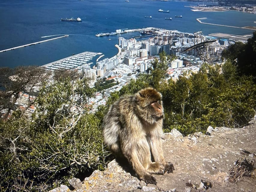 From Marbella/Estepona: VIP Gibraltar Tour Monkeys + Nature Reserve + Shopping - Who will enjoy this Gibraltar day