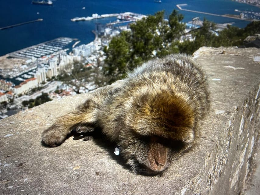 From Marbella/Estepona: VIP Gibraltar Tour Monkeys + Nature Reserve + Shopping - Should you book it?