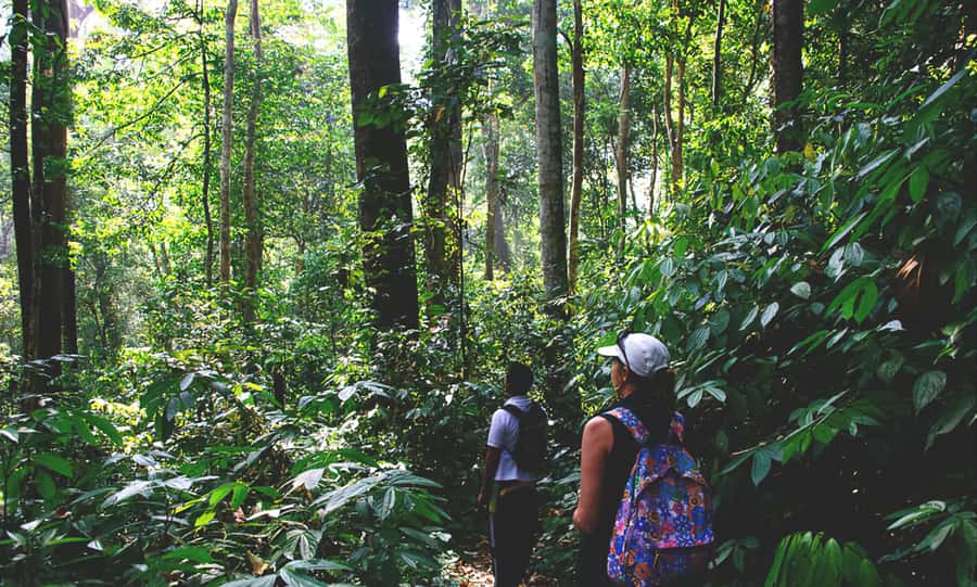 From Medan: Mount Leuser National Park Orang Utan Trip - From Medan to Bukit Lawang by road