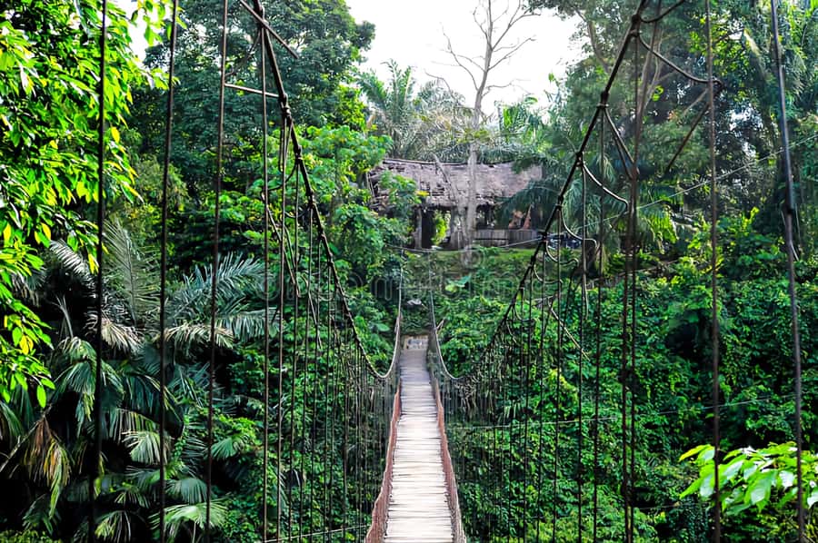 From Medan: Mount Leuser National Park Orang Utan Trip - How orangutan encounters work