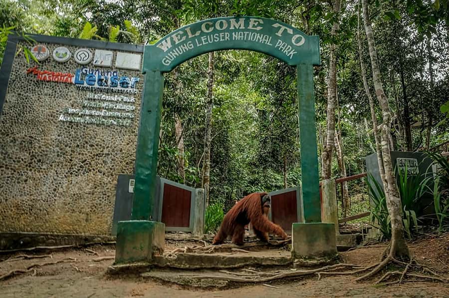 From Medan: Mount Leuser National Park Orang Utan Trip - What to bring and what to leave behind