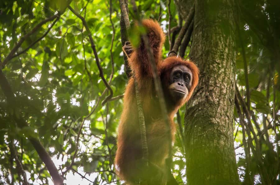 From Medan: Mount Leuser National Park Orang Utan Trip - Meeting the guides in Bukit Lawang