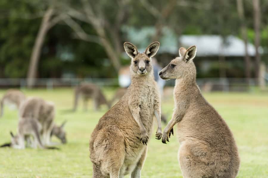 From Melbourne Grampians National Park Kangaroos Guided Tour - Halls Gap gives you lunch freedom