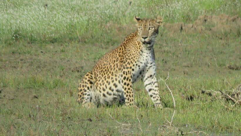 From Mirissa/Galle/Hikkaduwa: Udawalawa National Park Safari - Should you book it?