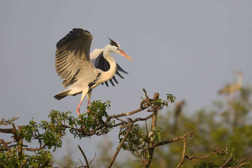 From Mirissa/Galle/Hikkaduwa: Udawalawa National Park Safari - Wildlife you may see beyond elephants
