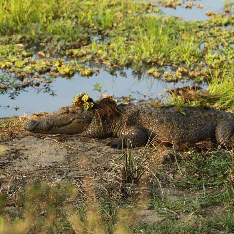 From Mirissa/Galle/Hikkaduwa: Udawalawa National Park Safari - Three hours inside Udawalawe National Park