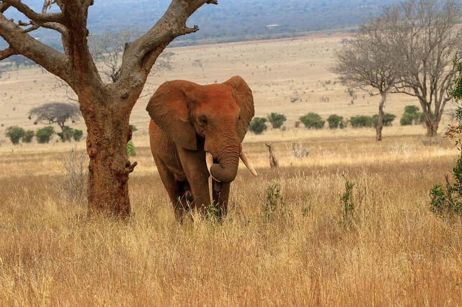 From Mombasa/Diani: Tsavo East National Park Day Trip - Why Tsavo East makes a worthwhile beach break