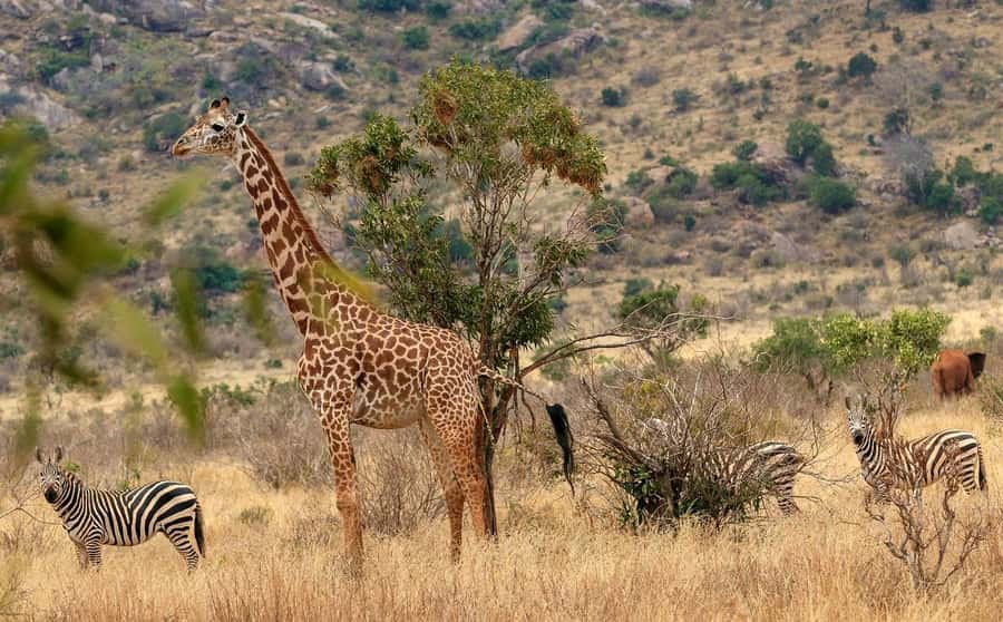 From Mombasa/Diani: Tsavo East National Park Day Trip - Aruba Dam and the dry-season advantage