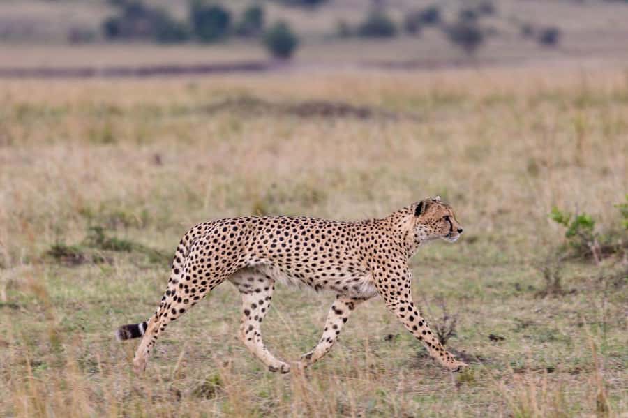 From Mombasa/Diani: Tsavo East National Park Day Trip - The guides and the quality of the day