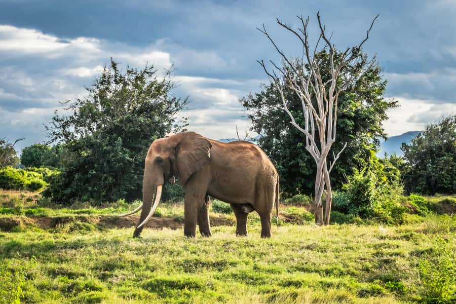 From Mombasa/Diani: Tsavo East National Park Day Trip - Who should book this safari