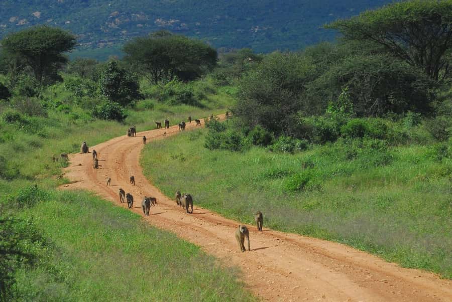 From Mombasa/Diani: Tsavo East National Park Day Trip - Booking details worth knowing