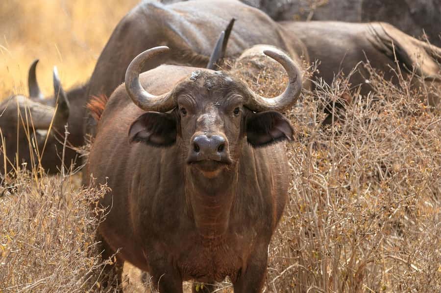 From Mombasa/Diani: Tsavo East National Park Day Trip - Bachuma Gate and the first game drive