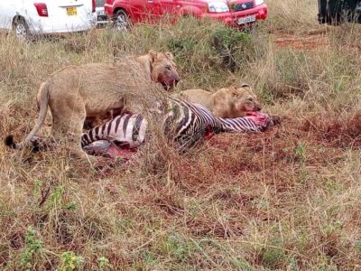 From Mombasa: Tsavo National Park Full-Day Group Trip