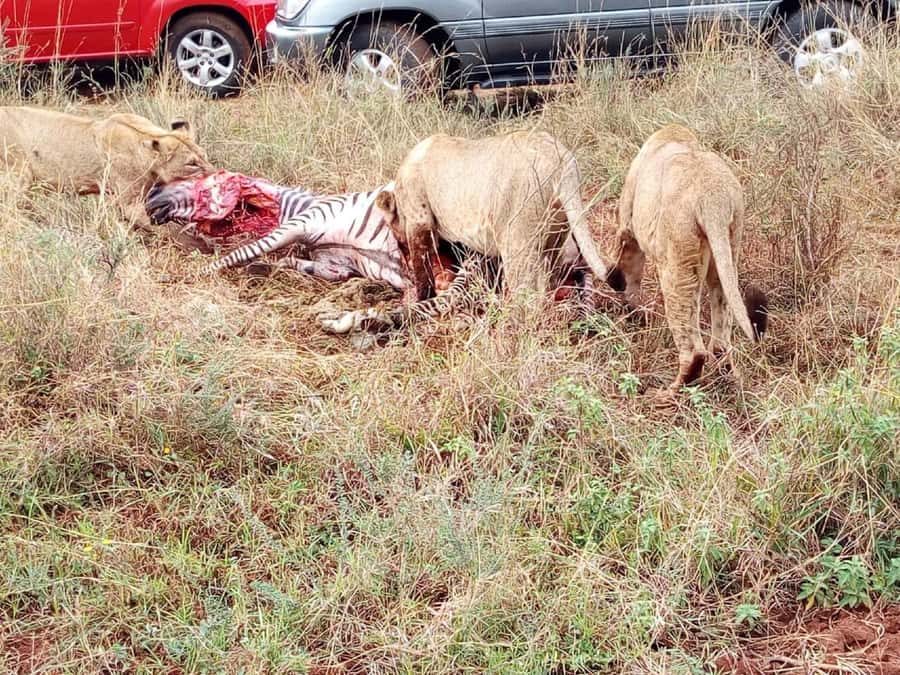 From Mombasa: Tsavo National Park Full-Day Group Trip - What you might see in five hours