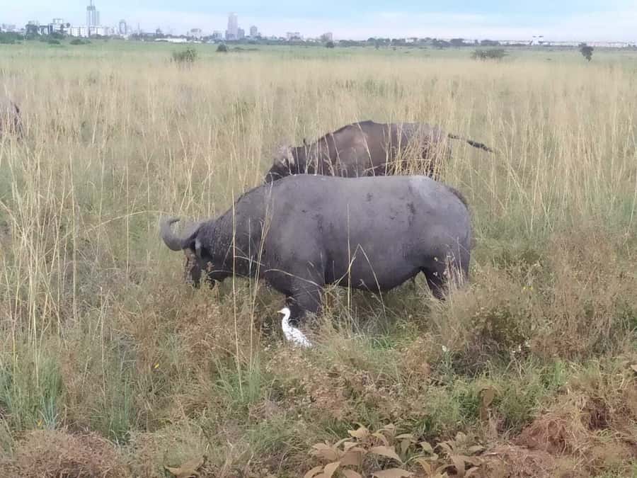 From Mombasa: Tsavo National Park Full-Day Group Trip - The afternoon drive and departure around 3 p.m.