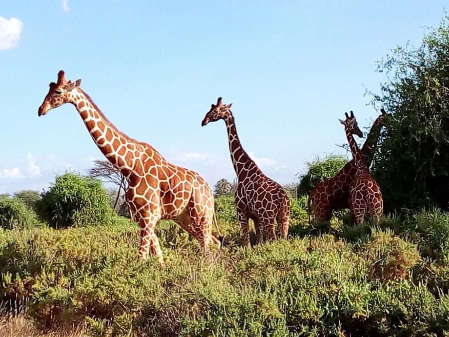 From Mombasa: Tsavo National Park Full-Day Group Trip - The $153 price and the extra $80 fee