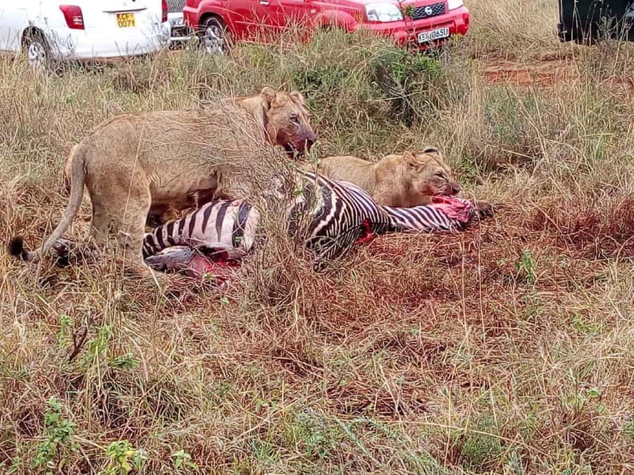 From Mombasa: Tsavo National Park Full-Day Group Trip - The three-hour road from Mombasa