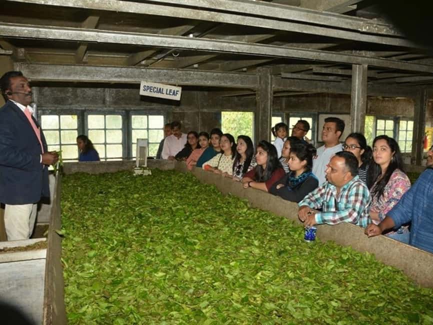 From Munnar: Tea Factory, Plantation, and National Park Tour - A Tea-Focused Start at Lockhart Factory