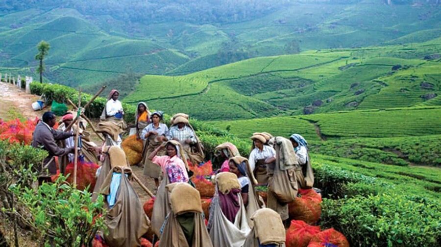 From Munnar: Tea Factory, Plantation, and National Park Tour - What to Pack for This Munnar Day