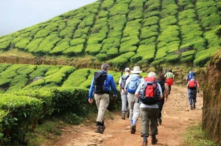 From Munnar: Tea Factory, Plantation, and National Park Tour - Who Will Get the Most From This Tour
