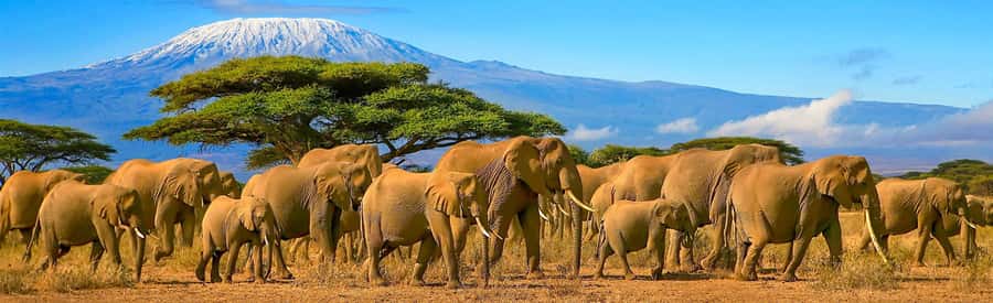 From Nairobi: 2-Day Amboseli National Park Safari - Elephants beneath Kilimanjaro