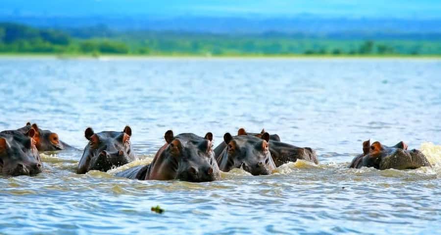 From Nairobi: 2-Day Naivasha Safari with Accommodation - The drive from Nairobi and the Great Rift Valley stop
