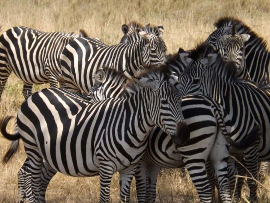 From Nairobi: 2-Day Naivasha Safari with Accommodation - A morning on Lake Naivasha