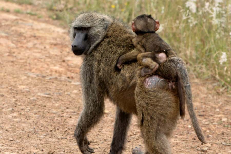 From Nairobi: 2-Day Naivasha Safari with Accommodation - Who will enjoy this two-day safari