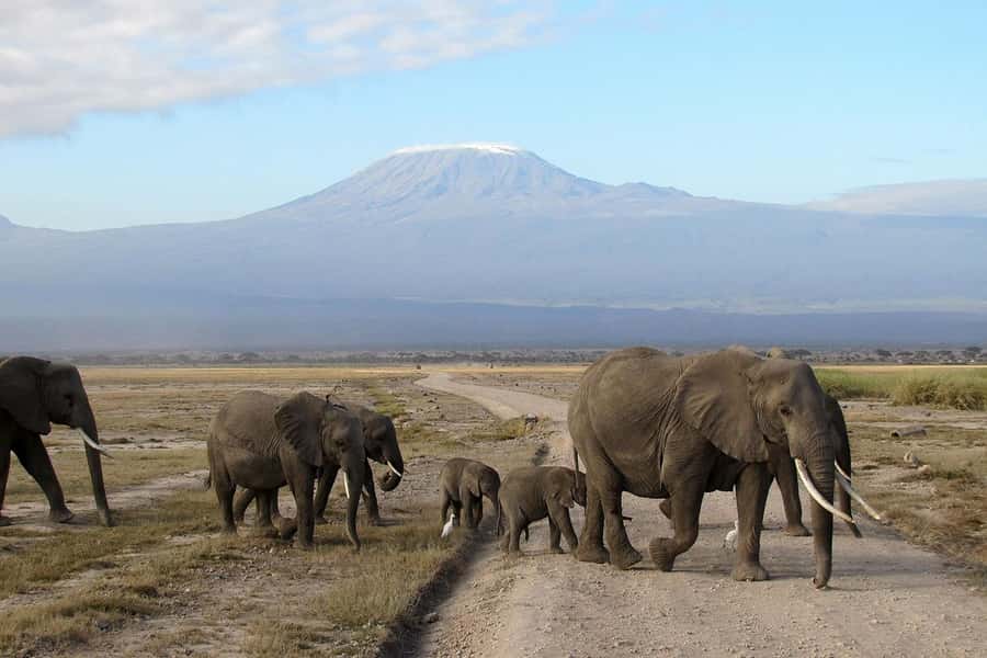 From Nairobi: Amboseli National Park Guided Tour - Key points to know before you book