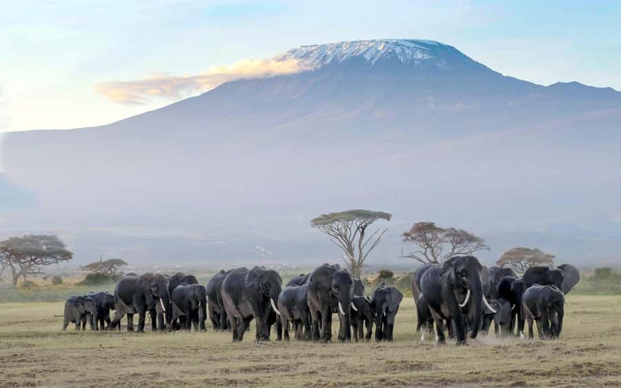From Nairobi: Amboseli National Park Guided Tour - Why Amboseli works as a Nairobi day trip