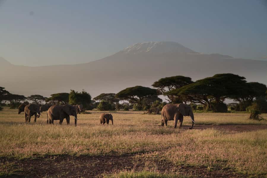 From Nairobi: Amboseli National Park Guided Tour - What to pack and what to confirm