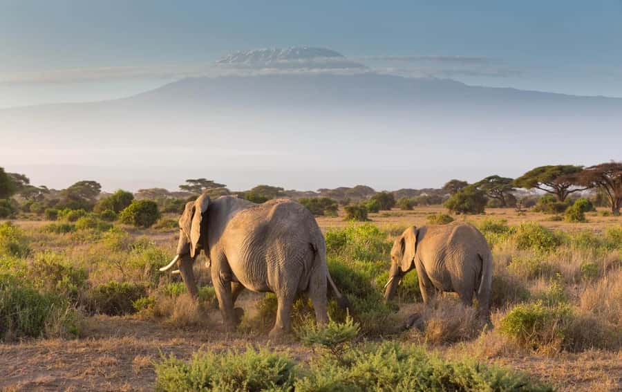 From Nairobi: Amboseli National Park Guided Tour - The 5:00 a.m. pickup from Nairobi