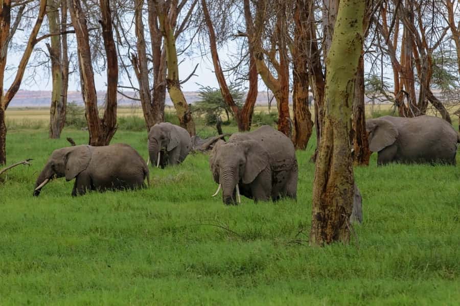 From Nairobi: Day Trip to Amboseli National Park - Entering Amboseli National Park