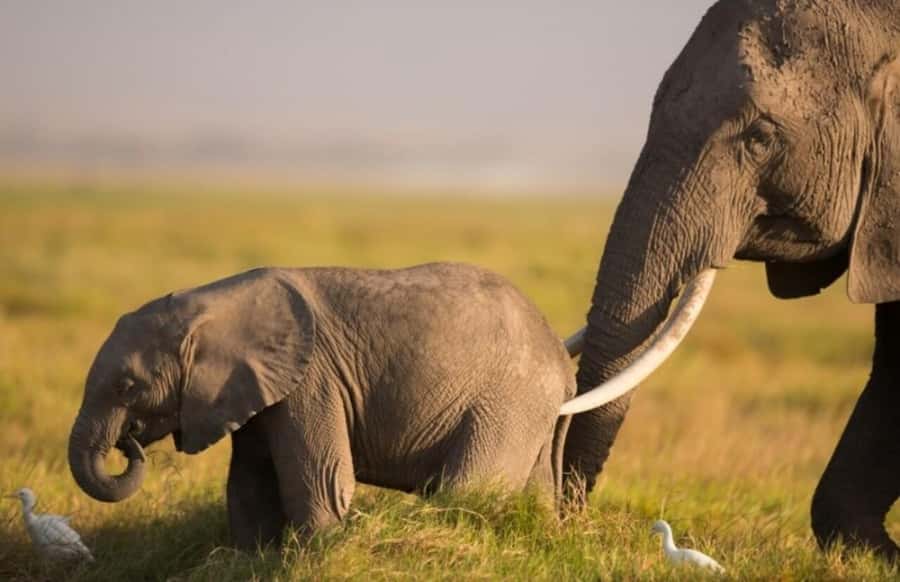 From Nairobi: Day Trip to Amboseli National Park - The midday game drive and what it means for wildlife