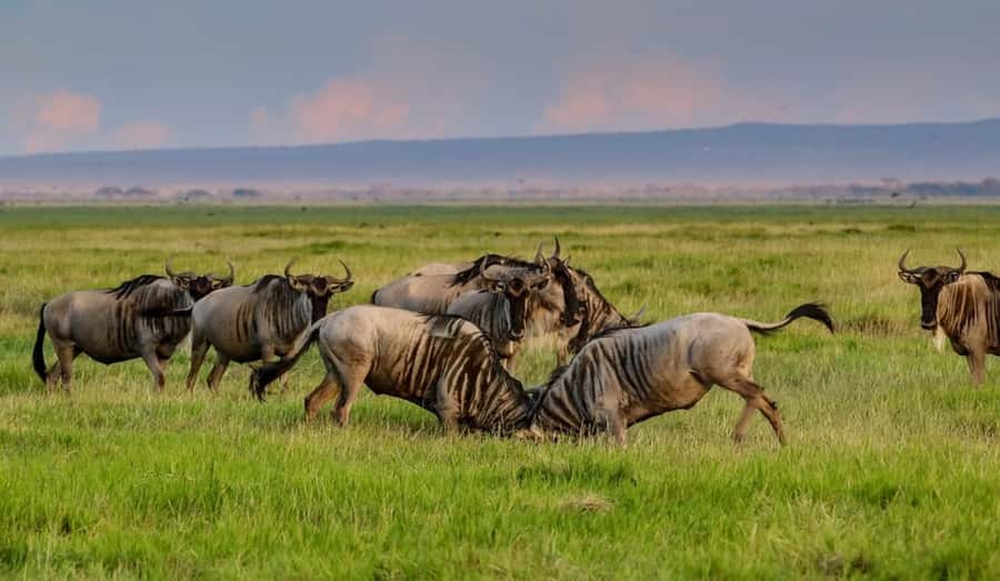From Nairobi: Day Trip to Amboseli National Park - The early Nairobi pickup and road to Amboseli