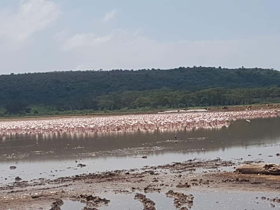 From Nairobi: Lake Nakuru National Park Day-Trip - Four hours inside Lake Nakuru National Park