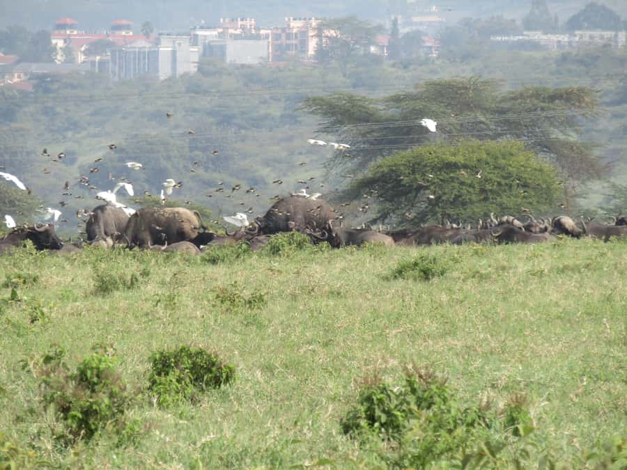 From Nairobi: Lake Nakuru National Park Day-Trip - Lake Nakuru and the changing flamingo spectacle