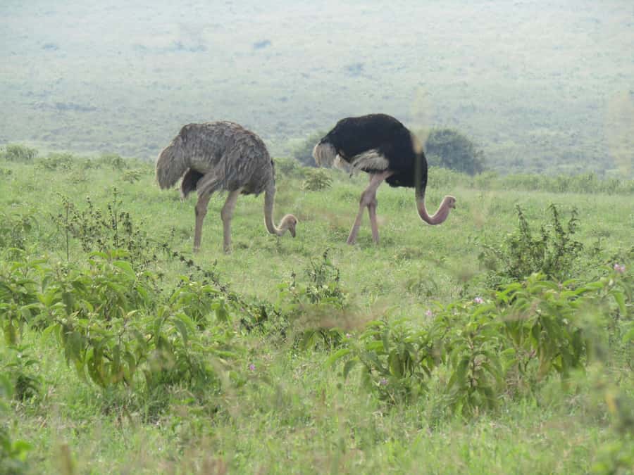 From Nairobi: Lake Nakuru National Park Day-Trip - Lunch inside the park