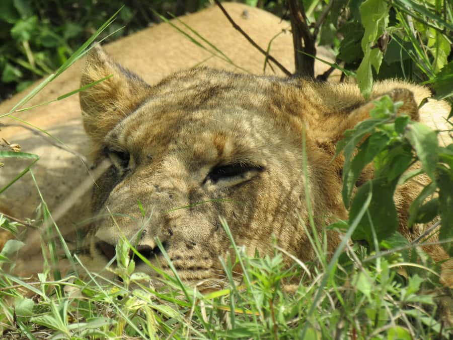 From Nairobi: Lake Nakuru National Park Day-Trip - Adding the Lake Naivasha boat ride
