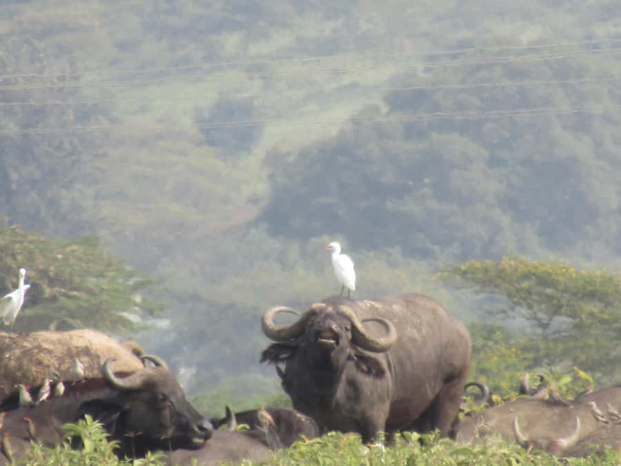 From Nairobi: Lake Nakuru National Park Day-Trip - Transport, group size, and comfort