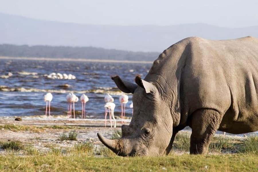 From Nairobi: Lake Nakuru National Park Full-Day Tour - The Great Rift Valley viewpoint