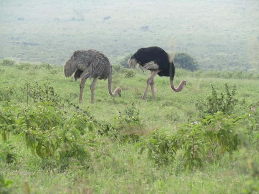 From Nairobi: Lake Nakuru National Park Full-Day Tour - Four hours among rhinos and lake wildlife